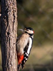 Great Spotted Woodpecker (Dendrocopos major)