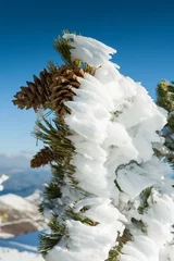 Foto auf Alu-Dibond Pine apples with ice at Francis Peak at Wasatch National Forest, © Laurens