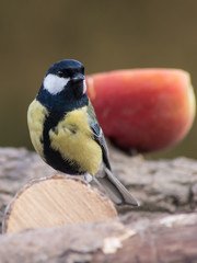 Naklejka premium Great Tit (Parus major) and bird feeding.