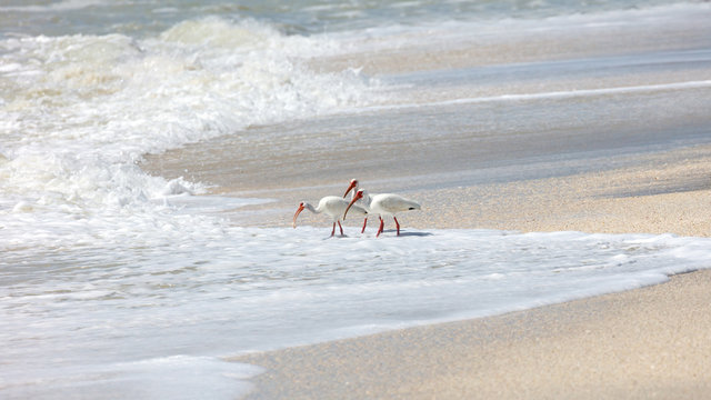 Three white ibises (Eudocimus albus) on the wild shore, looking for craps, Sanibel Island, Florida, USA
