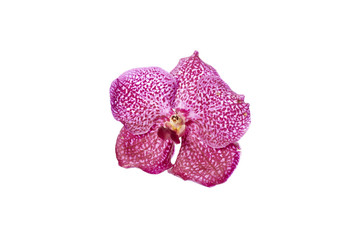 Pink orchid flower