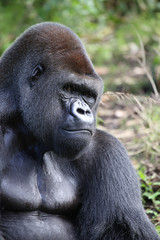 Lowland Gorilla silver back male
