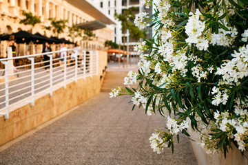 Fototapeta na wymiar Malta courtyard with flowers