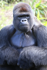 Obraz premium Lowland Gorilla silver back male