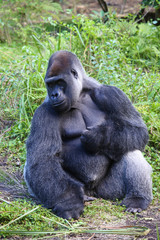 Naklejka premium Lowland Gorilla silver back male