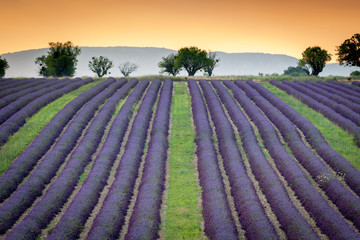Lines of lavender flower near Valensole, Provence, 2013