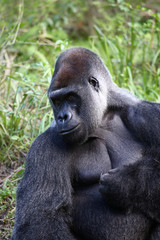 Lowland Gorilla silver back male