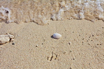 Sea shell on sand