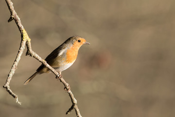 European Robin, Erithacus rubecula, Robin, Birds
