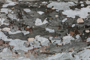 Fototapeta premium Grey Pattern