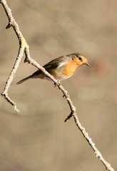 European Robin, Erithacus rubecula, Robin, Birds