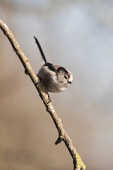 Long-tailed Tit, Tit, Aegithalos caudatus