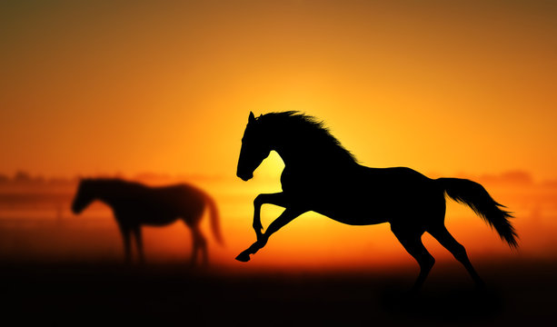 Silhouette of beautiful horse on a background of sunrise. Stallion galloping in a field on a background of other horses. Orange and red colors