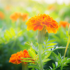 Marigold flower in garden thai. Tagetes erecta L. American marig