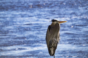 great blue heron by water 