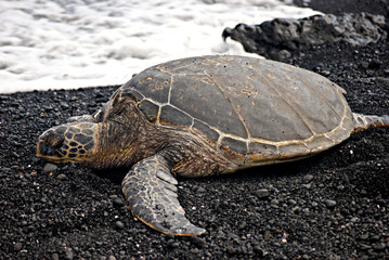 Green Sea Turtle III