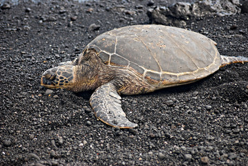 Green Sea Turtle IV