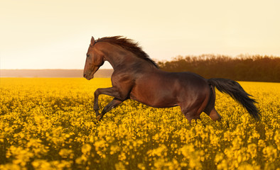 Naklejka premium Piękny silny koń galopujący, skaczący w polu żółte kwiaty gwałtu na zachód słońca. Ogier oświetlony światłem słonecznym.