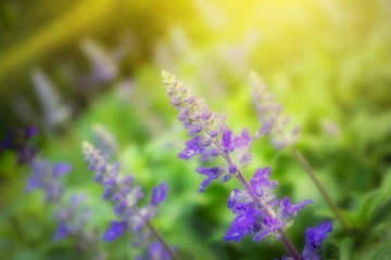 Purple flowers or Blooming violet soft focus in the garden with