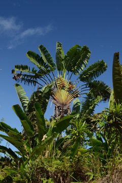 Arbre du voyageur, Madagascar