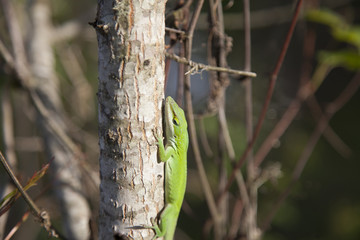 Green Anole