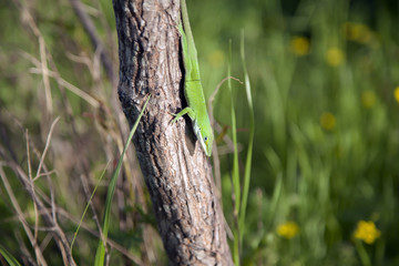 Green Anole