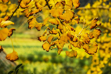 The gingko tree leaves closeup in autumn 