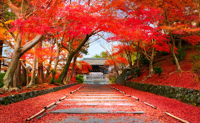 Naklejka premium Autumn in Japan Kyoto