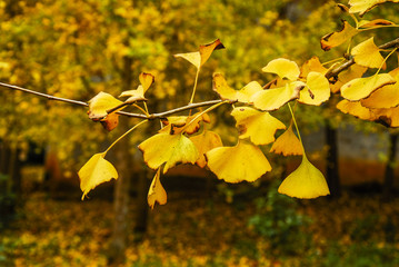The gingko tree leaves closeup in autumn 