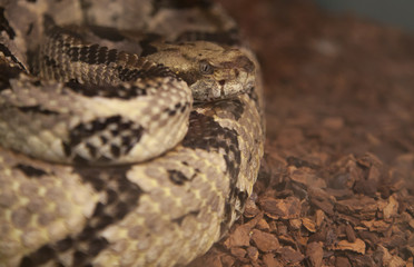 Canebrake Rattlesnake