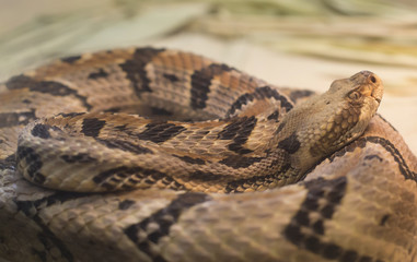 Canebrake Rattlesnake