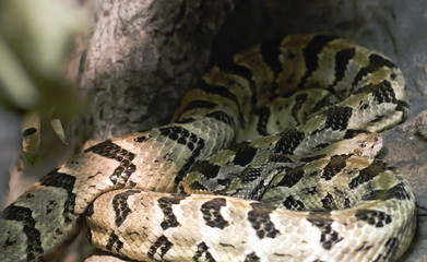 Canebrake Rattlesnake