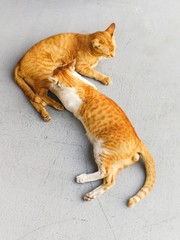 The lovely orange color of cat playing with themselves.