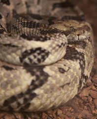 Canebrake Rattlesnake