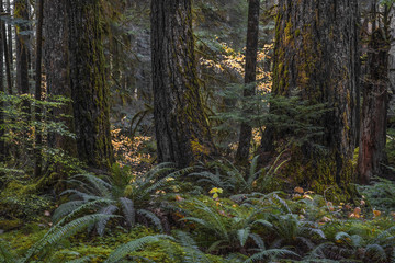 Old Growth Douglas Forest, Upper Solduc, Olympic National park, WA