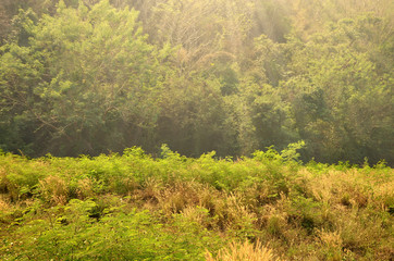 nature ourdioor park 