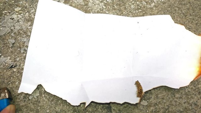 millipede struggling on a burning paper 4K