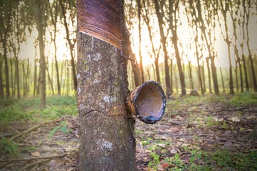 Close up of rubber tree