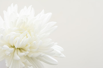 Fleur de chrysanthème blanc