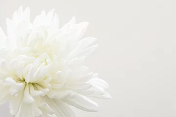 Cercles muraux Fleurs Fleur de chrysanthème blanc