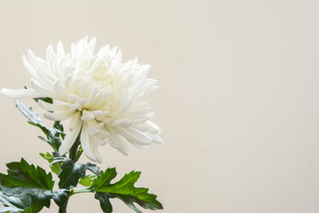 白色の菊の花
