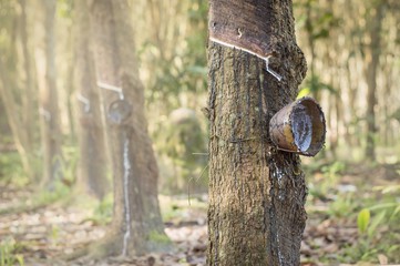 Close up of rubber tree