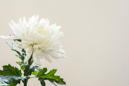 菊 Images Browse 1 629 Stock Photos Vectors And Video Adobe Stock