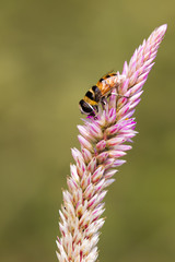 Image of bee perched on flower on nature background. Insect Anim