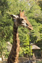 Image of a giraffe head on nature background. Wild Animals.