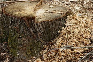 Cut tree stump with wood chips