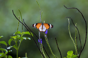 Plain Tiger Butterfly