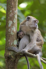 Mother and Baby Monkey