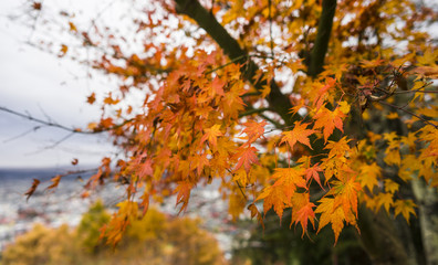 Maple leaves in Japan