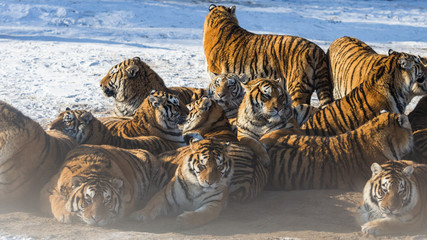 Fototapeta premium Siberian Tiger (Panthera tigris altaica)